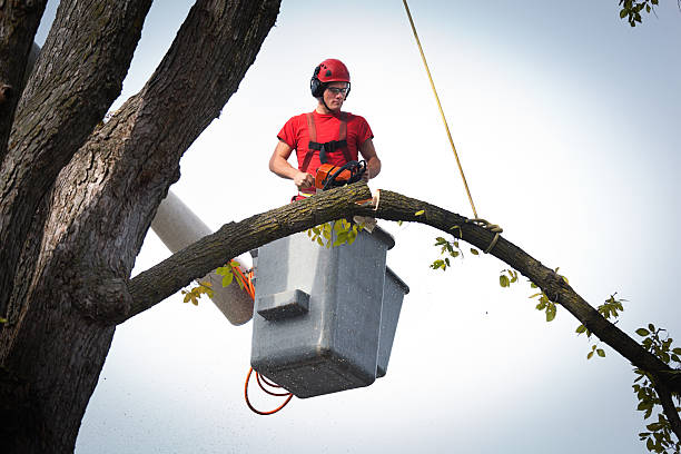 Reliable Dixon Lane Meadow Creek, CA Tree Removal Solutions